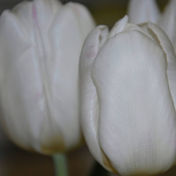 Meet your Posher, Karen - Picture 1 of 1